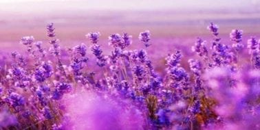 Ingredient Spotlight: Lavender, the Natural Stress Reliever