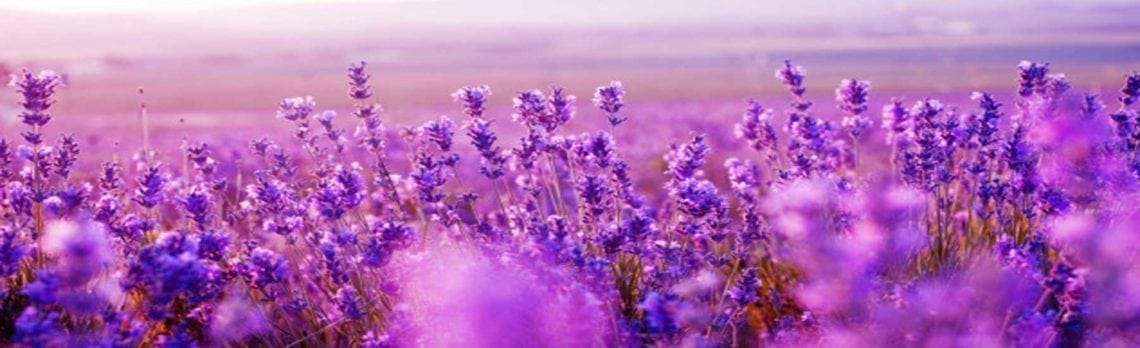 Ingredient Spotlight: Lavender, the Natural Stress Reliever