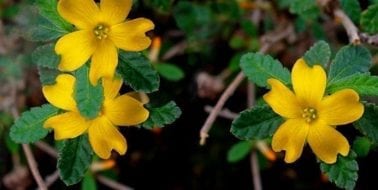 Kräuter im Fokus: Damiana, das natürliche Aphrodisiakum