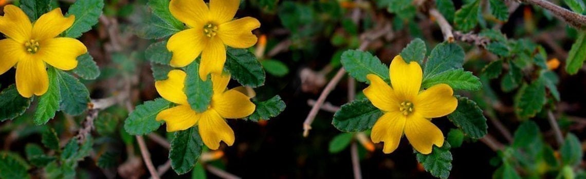 Ingredient Spotlight: Damiana the Natural Aphrodisiac