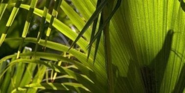 Ingredient, Saw Palmetto