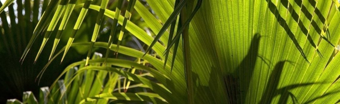 Ingredient Spotlight: Saw Palmetto