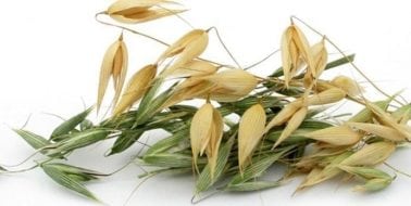 Ingredient Spotlight: Avena Sativa for Women Low Libido