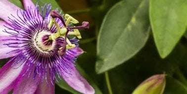 Ingredient Spotlight: Soothing Passion Flower Calms Frazzled Nerves