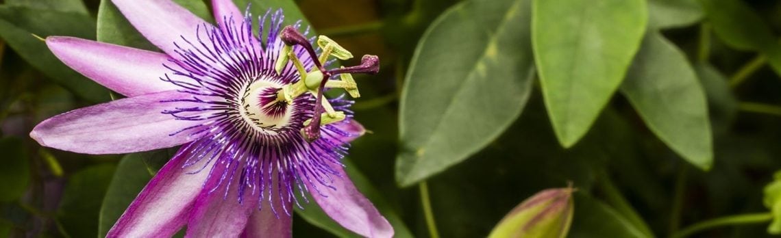 Ingredient Spotlight: Soothing Passion Flower Calms Frazzled Nerves