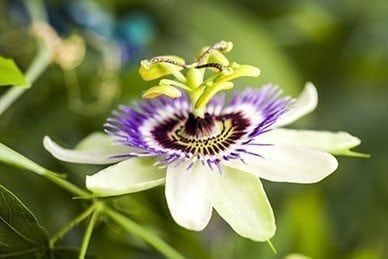 Ingredient Spotlight: Passion Flower