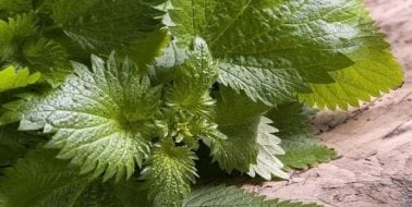 Ingredient Spotlight: Stinging Nettle Supports Men's Sexual Health & Libido