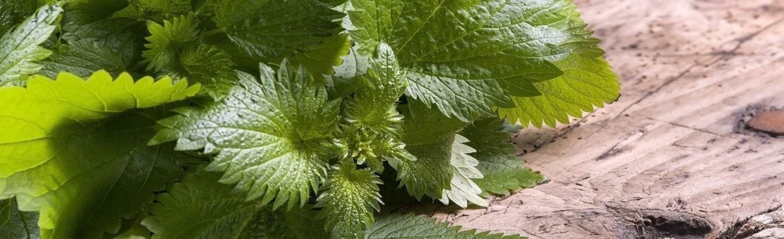 Ingredient Spotlight: Stinging Nettle Supports Men's Sexual Health & Libido