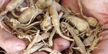 5 Sexual Health Benefits of Ginseng for Men