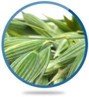 Avena Sativa Whole Herb Extract