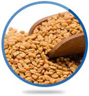 Fenugreek Seed Extract