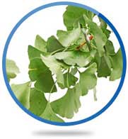 Ginkgo Biloba Leaf Extract