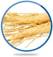 White Panax Ginseng Root Extract