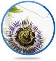 Passion Flower Herb Extract