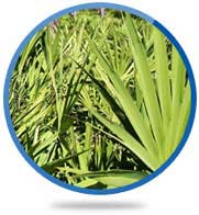 Saw Palmetto Fruit Extract