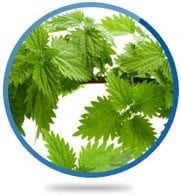 Stinging Nettle Root Extract