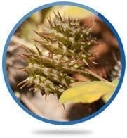 Tribulus Terrestris Fruit Extract