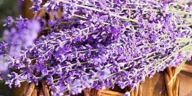 Lavender Proven Effective for Anxiety