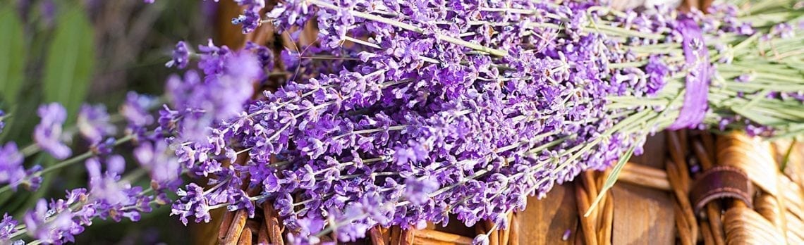Lavender Proven Effective for Anxiety