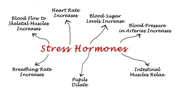 Evening Stress: Is the Human Body More Vulnerable to Stress at Night? 2